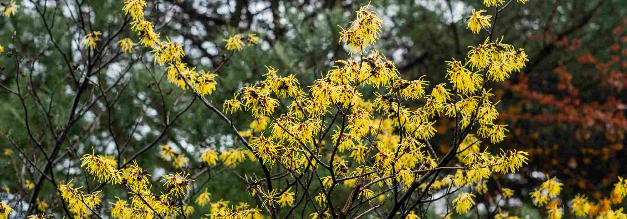 7 Witch hazels with yellow flowers for a blooming winter
