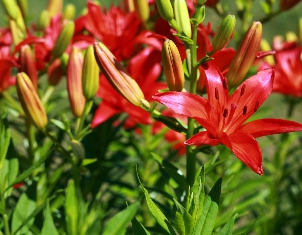 How to divide daylilies?