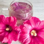 How to prepare a hollyhock infusion?