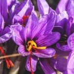 Diseases and pests of saffron
