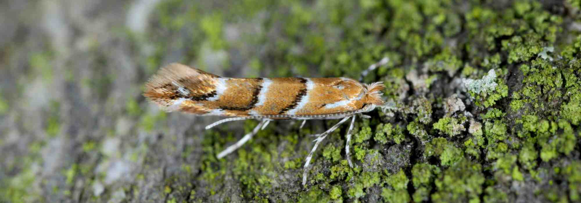 The horse-chestnut leaf miner: a pest to be feared?
