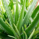 How to propagate Aloe vera?