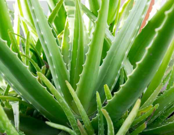 How to propagate Aloe vera?