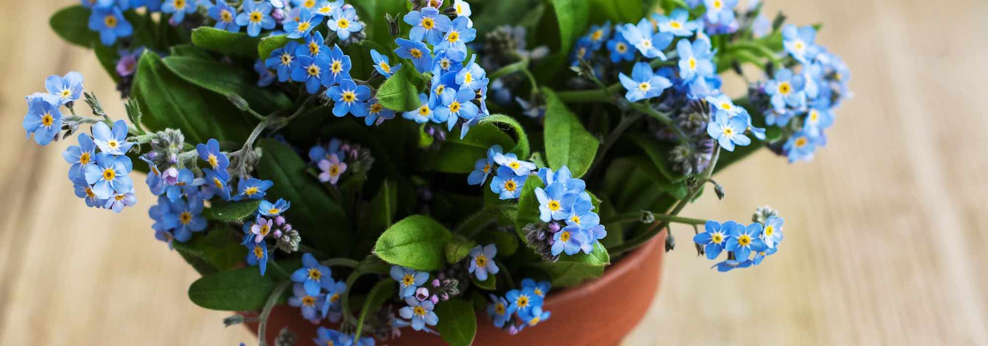 How to grow forget-me-nots in pots?