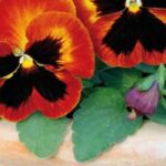 How to grow pansies in pots or window boxes?Our tips