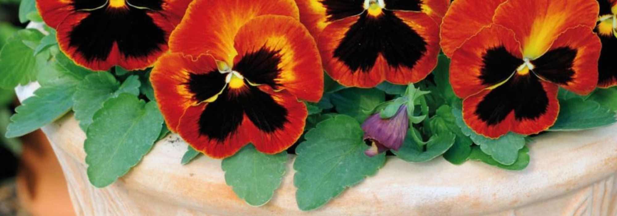 How to grow pansies in pots or window boxes?Our tips