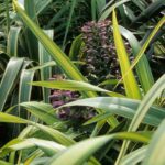 Phormium: how to protect it from the cold and winter it?