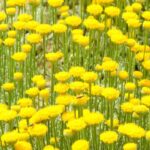 Low-maintenance plants for landscaping a slope.