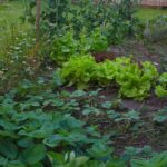 Vegetable garden in the North: which vegetables to grow?