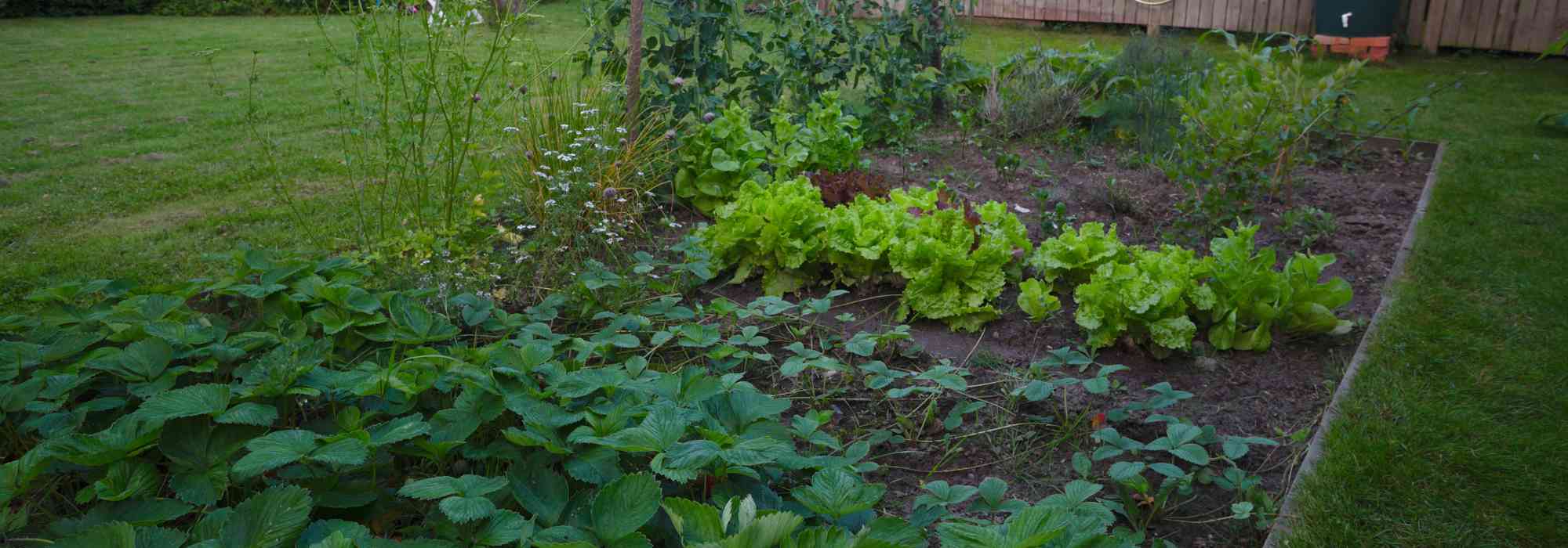 Vegetable garden in the North: which vegetables to grow?