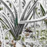 Mountain vegetable garden: which vegetables to sow and plant?