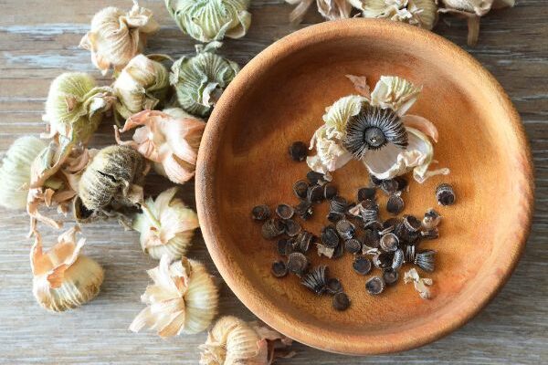 How to harvest and store your hollyhock seeds?