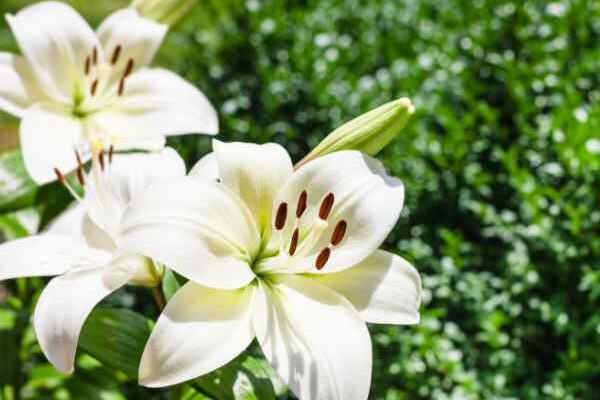 How to replant potted lilies in the garden?