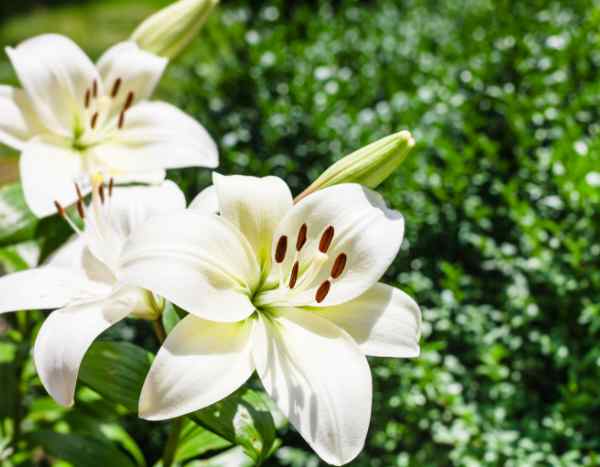How to replant potted lilies in the garden?