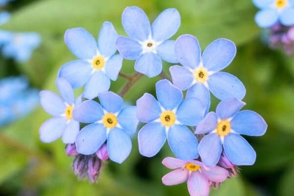 How to sow forget-me-nots?