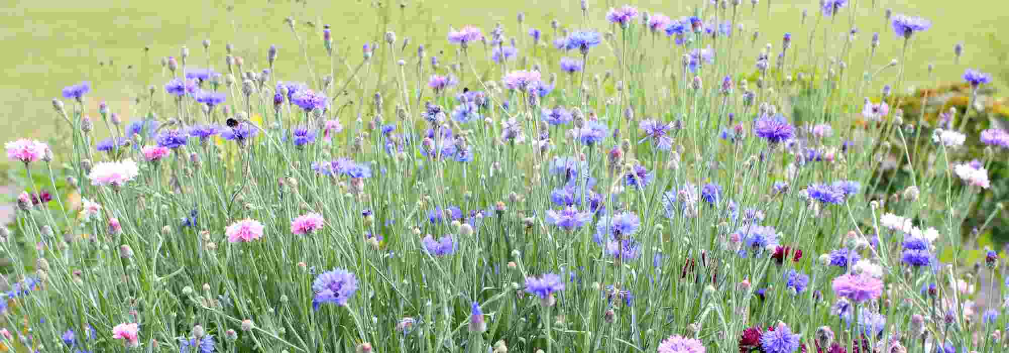 Cold hardy sowing for Autumn