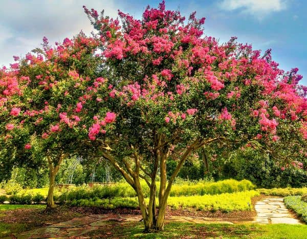 How to prune a crepe myrtle?