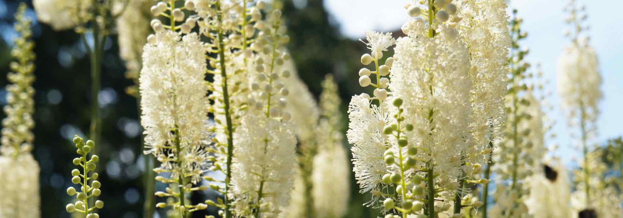 7 superb Cimicifuga varieties to discover.