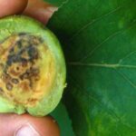Plum pox virus (PPV) or sharka: a devastating disease of stone fruit trees