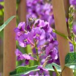 How to pair Hardenbergia?