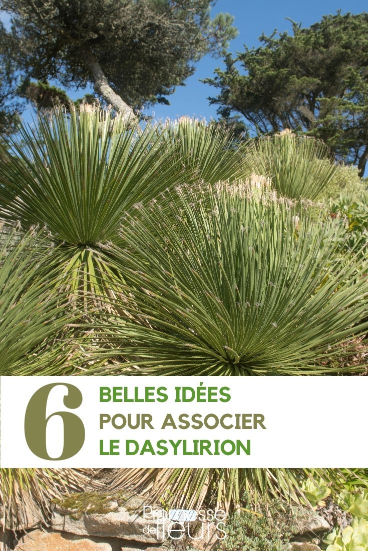 associate the dasylirion