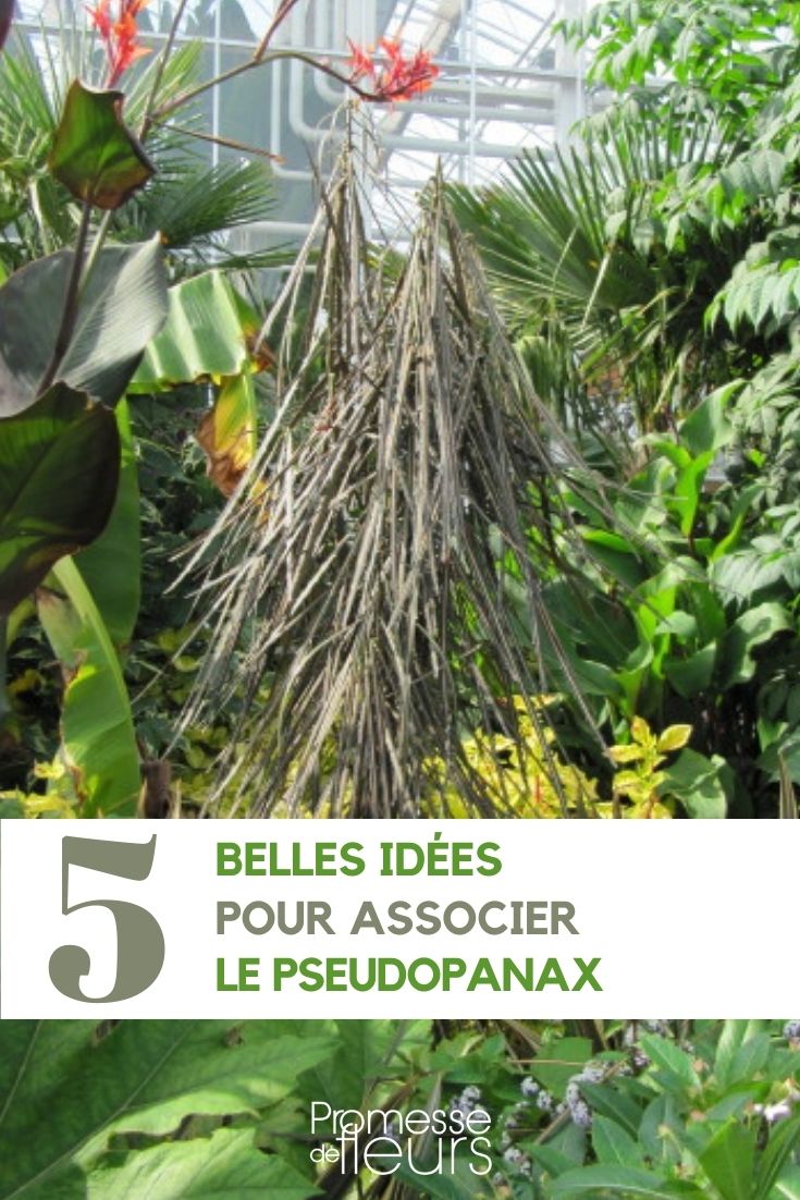 5 ideas for companion planting with Pseudopanax:

1. **Pseudopanax and Heuchera**: The bold foliage of Pseudopanax can be complemented by the delicate leaves of Heuchera, creating a visually interesting contrast in the garden.

2. **Pseudopanax and Hakonechloa**: The graceful, arching foliage of Hakonechloa grass can provide a soft texture next to the more structured leaves of Pseudopanax.

3. **Pseudopanax and Astilbe**: The feathery plumes of Astilbe flowers can add a touch of colour and lightness to the garden when planted alongside the sturdy Pseudopanax.

4. **Pseudopanax and Hosta**: The lush foliage of Hosta plants can create a lush backdrop for the striking leaves of Pseudopanax, enhancing the overall visual appeal of the planting.

5. **Pseudopanax and Tiarella**: The intricate foliage of Tiarella, also known as foamflower, can bring a delicate and airy quality to the garden when paired with the more robust Pseudopanax.