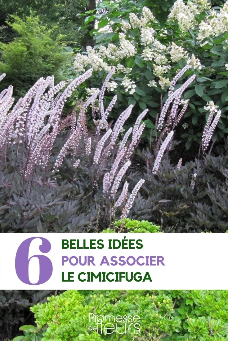 Ideas for companion planting with Cimicifugas