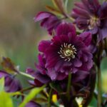 7 tips for growing beautiful hellebores