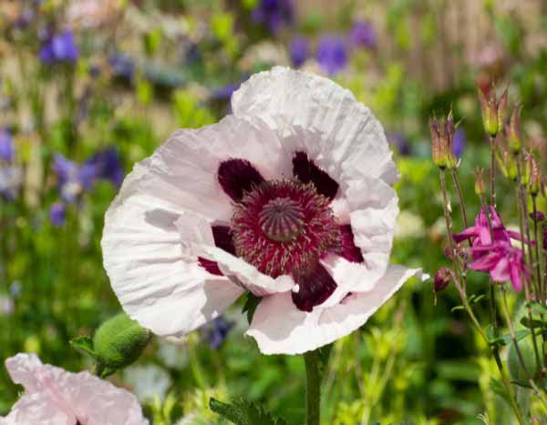 How to propagate poppies?