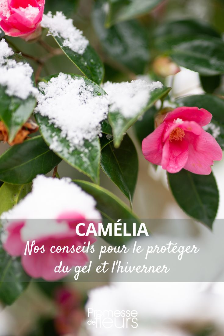 Camellia: how to protect it from frost and overwinter it protecting your camellia from the cold