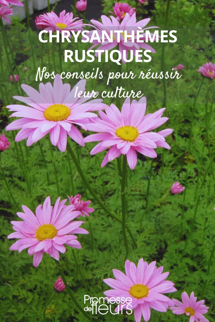 Chrysanthemum Clara Curtis