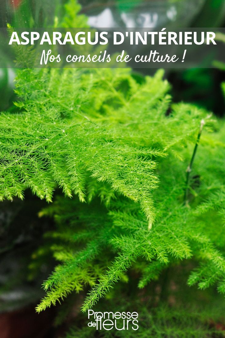 How to Grow Indoor Asparagus Asparagus plumosus