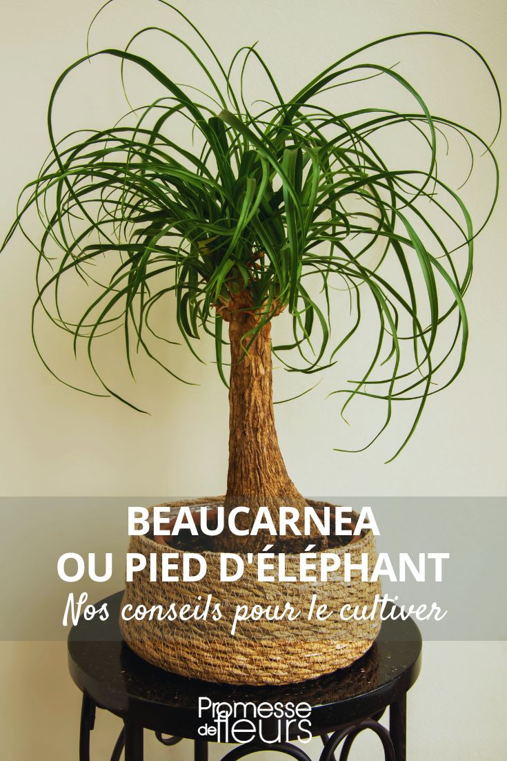 How to grow Beaucarnea or Ponytail Palm