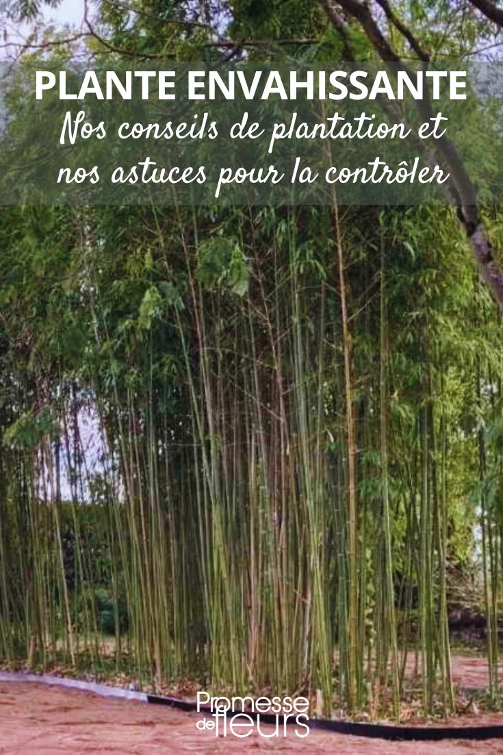 How to control an invasive plant root barrier and bamboo