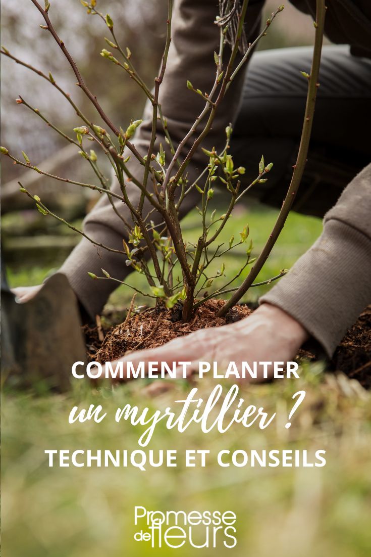 Planting Tips for the Blueberry Bush

Blueberries are delicious fruits that can easily be grown in your garden. To ensure a successful harvest, here are some planting tips for the blueberry bush:

1. **Choosing the Right Location**: Blueberries thrive in acidic soil with good drainage. Select a sunny spot in your garden with well-draining soil.

2. **Preparing the Soil**: Before planting, make sure to amend the soil with plenty of organic matter such as compost or peat moss to improve its acidity and drainage.

3. **Planting the Blueberry Bushes**: Dig a hole twice as wide and deep as the plant's root ball. Place the plant in the hole, making sure the top of the root ball is level with the soil surface.

4. **Spacing**: Space the blueberry plants about 4-5 feet apart to allow for good air circulation and future growth.

5. **Mulching**: Apply a layer of mulch around the base of the plant to help retain moisture and suppress weeds.

6. **Watering**: Blueberries need consistent moisture, especially during the growing season. Water regularly, especially during dry spells.

7. **Fertilizing**: Blueberries have specific nutrient requirements. Use a fertilizer formulated for acid-loving plants in spring and early summer.

8. **Pruning**: Prune your blueberry bushes in late winter to remove dead or damaged branches and encourage new growth.

9. **Protecting from Birds**: Blueberries are a favorite snack for birds. Consider using bird netting to protect your harvest.

By following these planting tips, you can enjoy a bountiful harvest of delicious blueberries from your garden.
