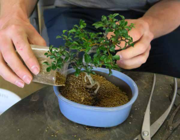 How to repot a bonsai: complete guide