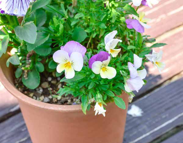 How to sow pansies?