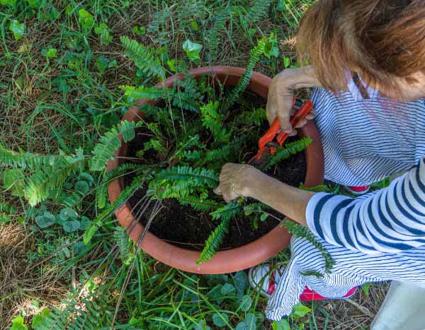 Pruning ferns: our practical advice