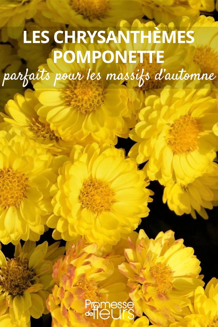 Flowering Ponponette