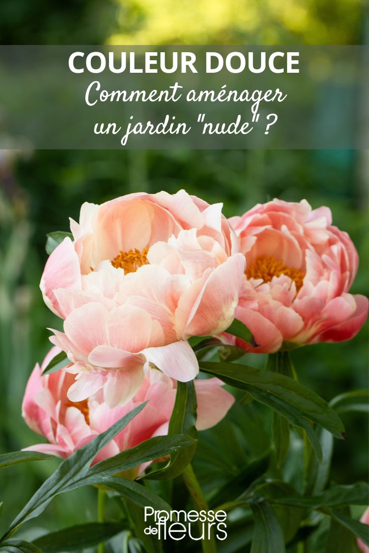 Peony 'Coral Charm' is a stunning orange-pink **rank**.