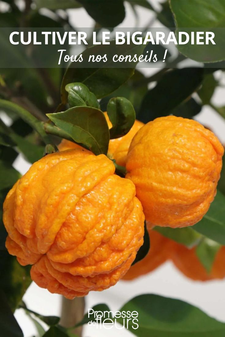 our tips for Citrus aurantium