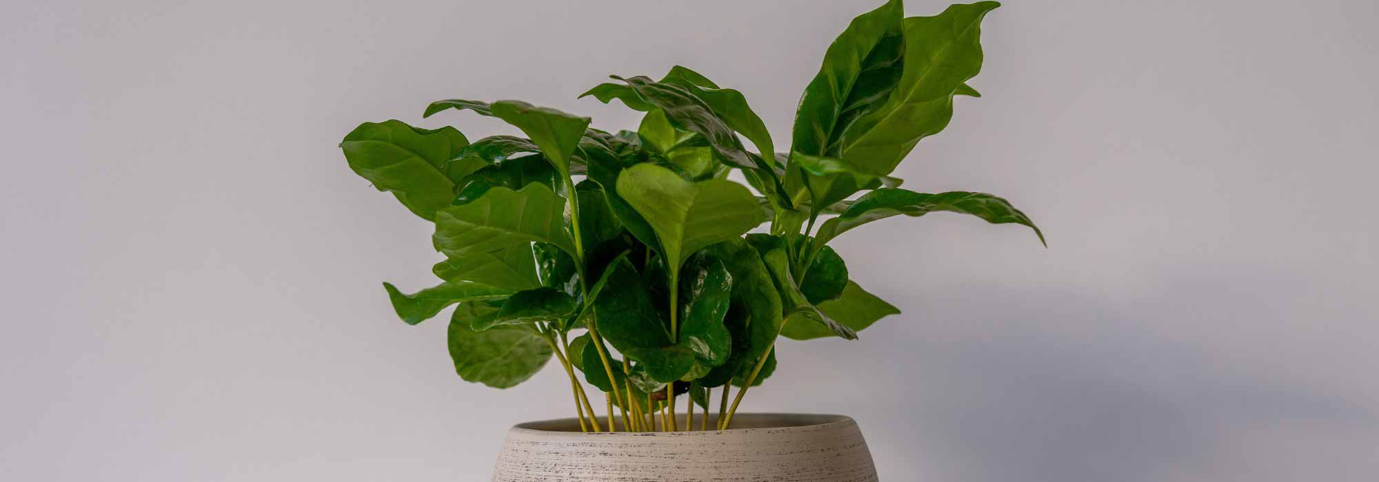 Growing a coffee plant in a pot