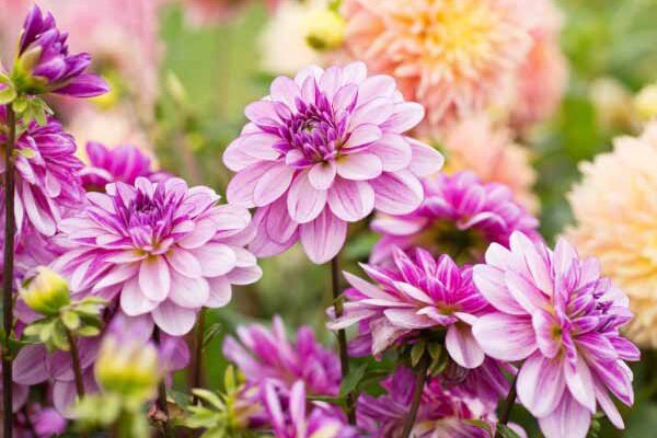 How to overwinter dahlias to protect them from frost?