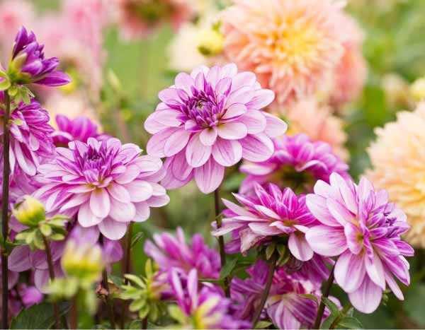 How to overwinter dahlias to protect them from frost?