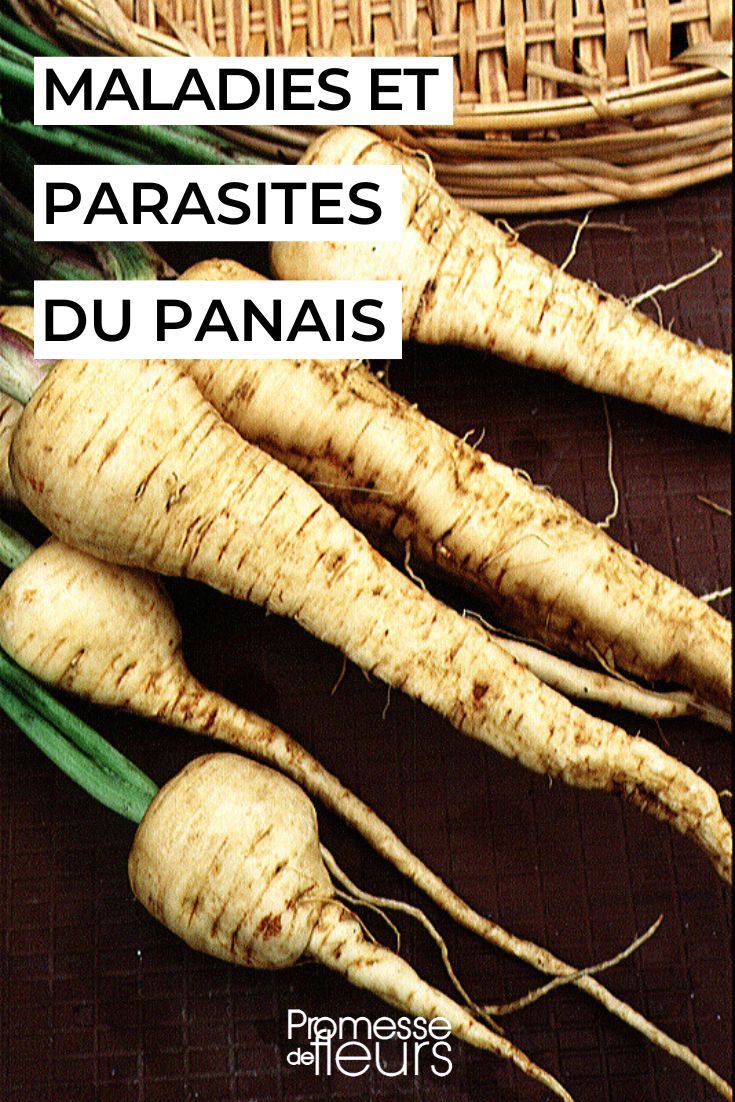 Parsnip Diseases and Pests Caring for Parsnips