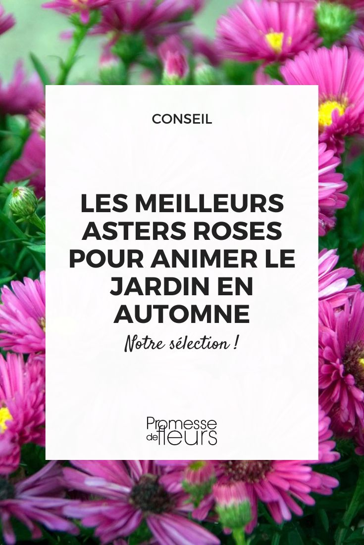 The best pink asters to brighten up the garden in autumn Aster 'Jenny'