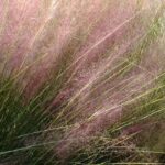 Muhlenbergia: planting, growing and caring