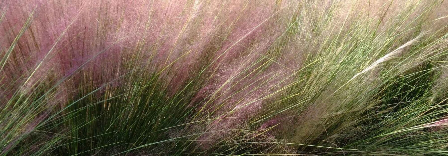 Muhlenbergia: planting, growing and caring