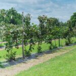 How to train blackberries?
