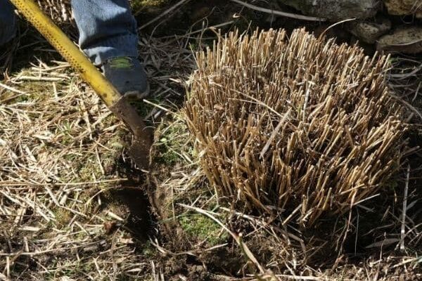 How to divide an ornamental grass?